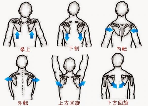 肩甲骨の動き、作用についての画像