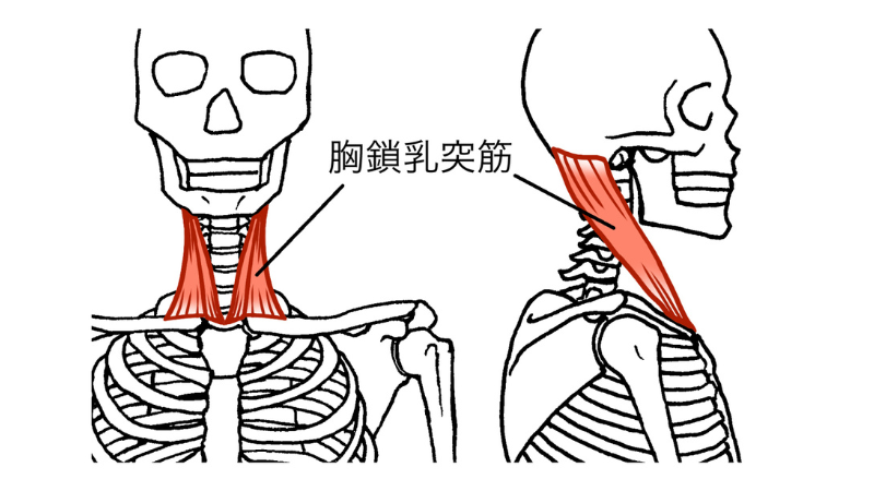 胸鎖乳突筋のイメージイラスト
