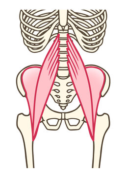 腸腰筋のイメージイラスト